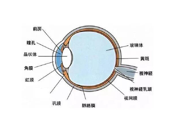 視力防控：真、假近視的原因及預(yù)防